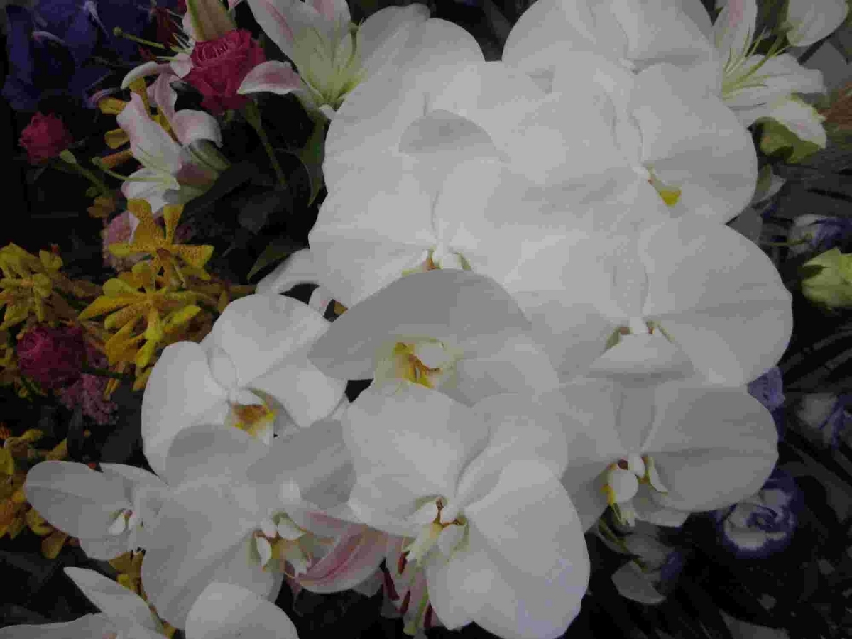 親を家で看取る・あさイチ