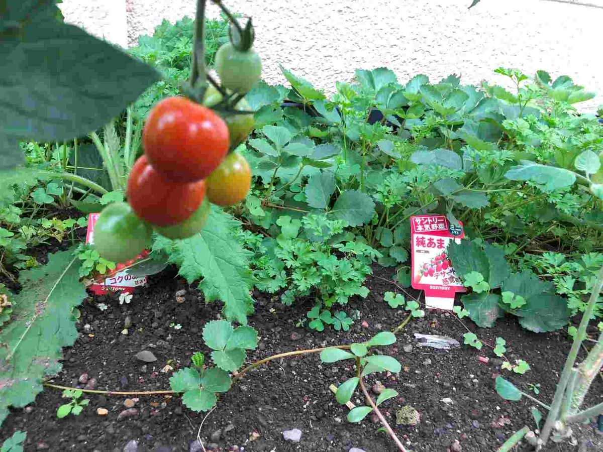 ミニトマト栽培