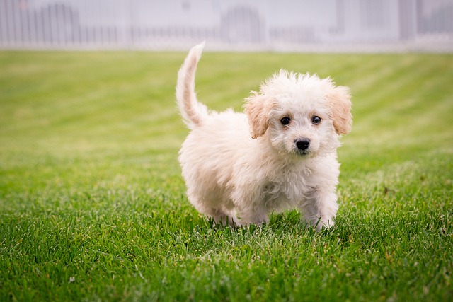 子犬