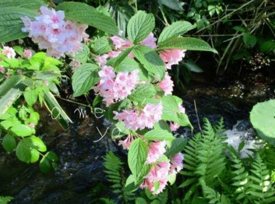 山菜取り