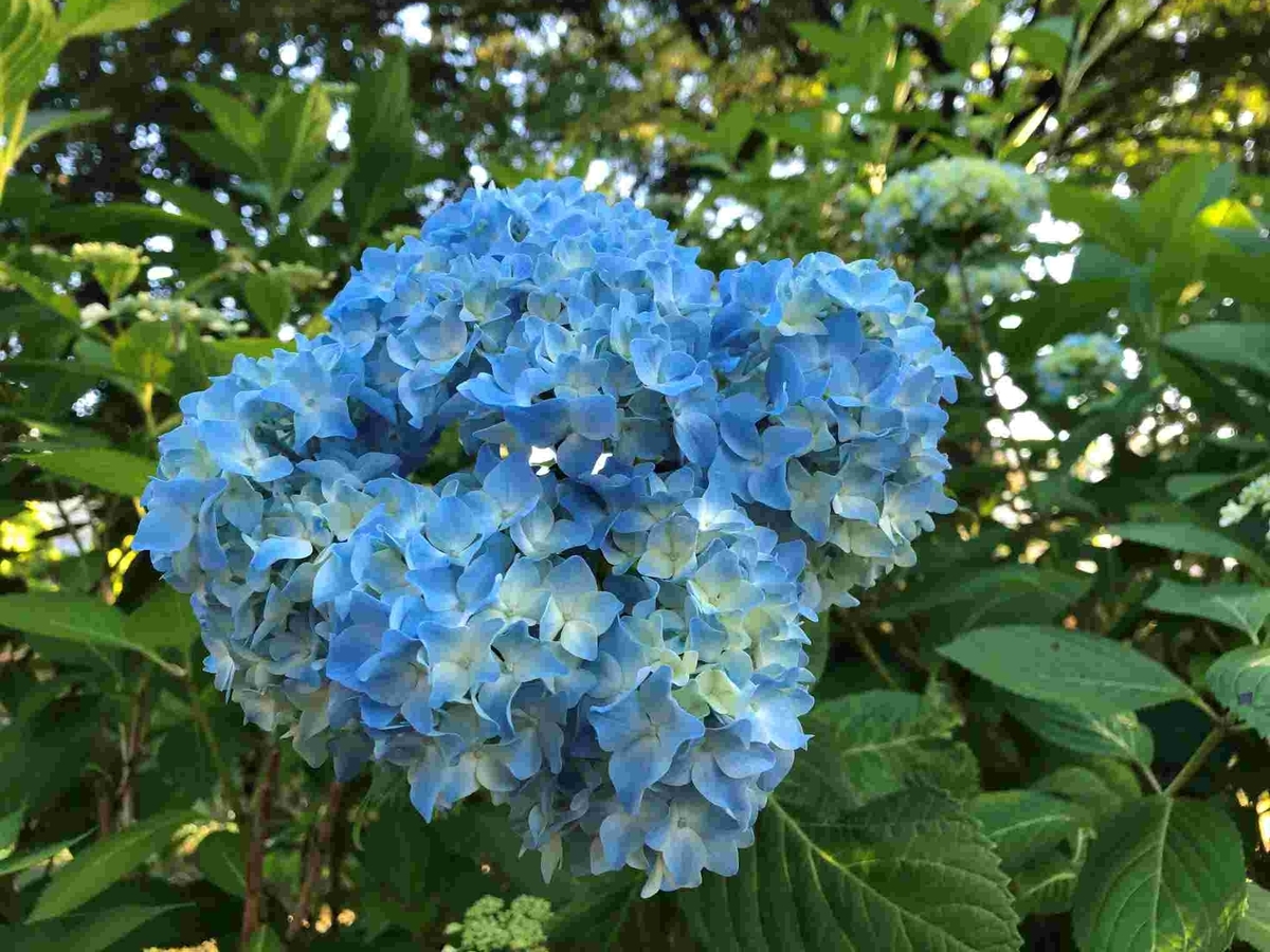 夏太り・ダイエット宣言