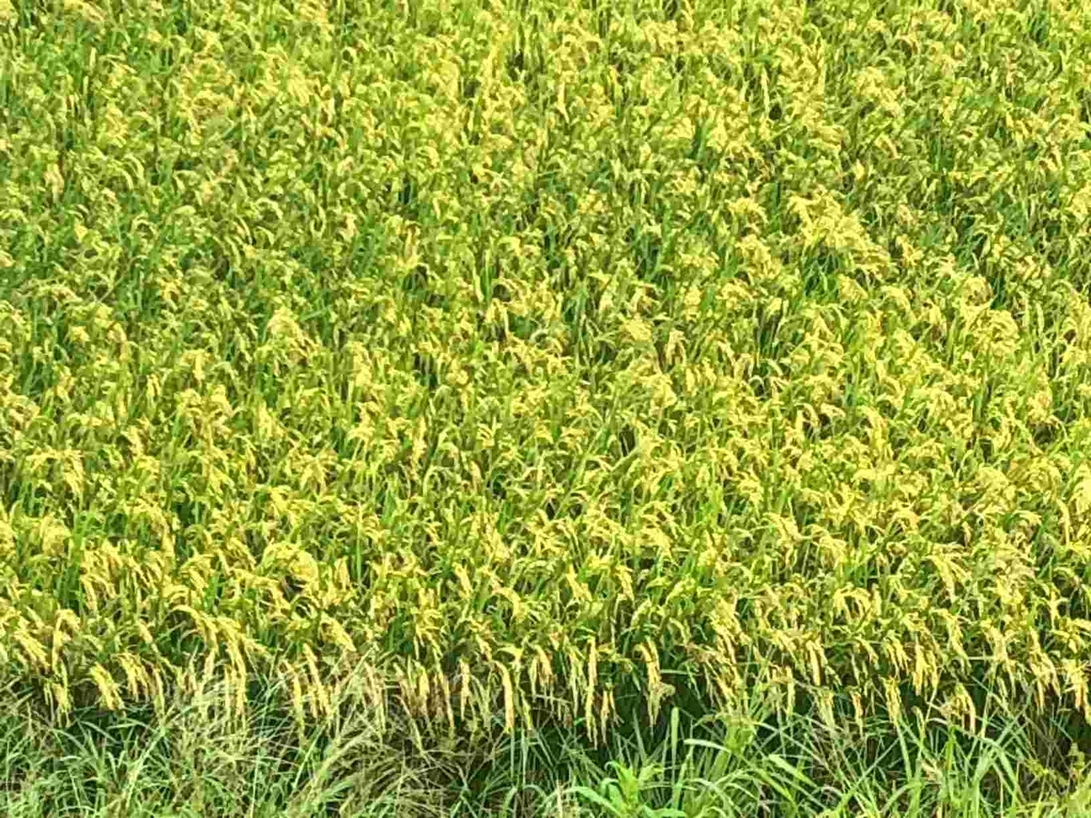 米価格・物価高