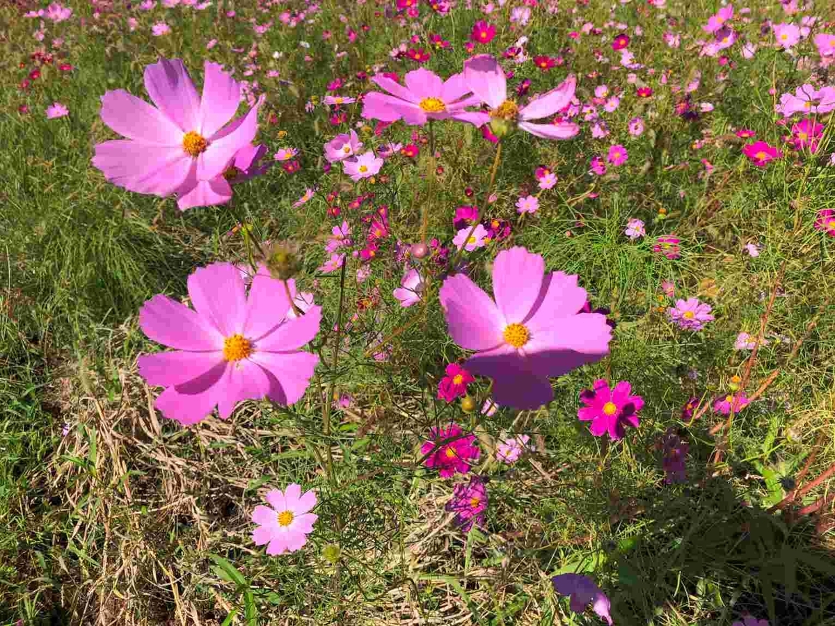 60代・体力づくり