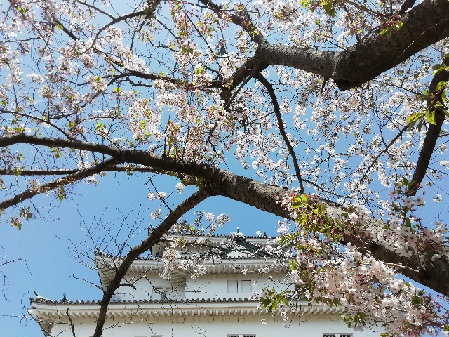 f:id:tamikiti67:20190410121523j:image f:id:tamikiti67:20190410121523j:image