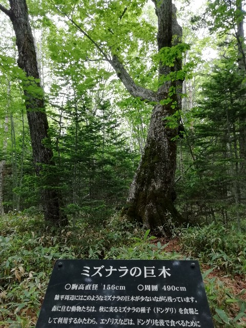 f:id:tamikiti67:20190616220135j:image