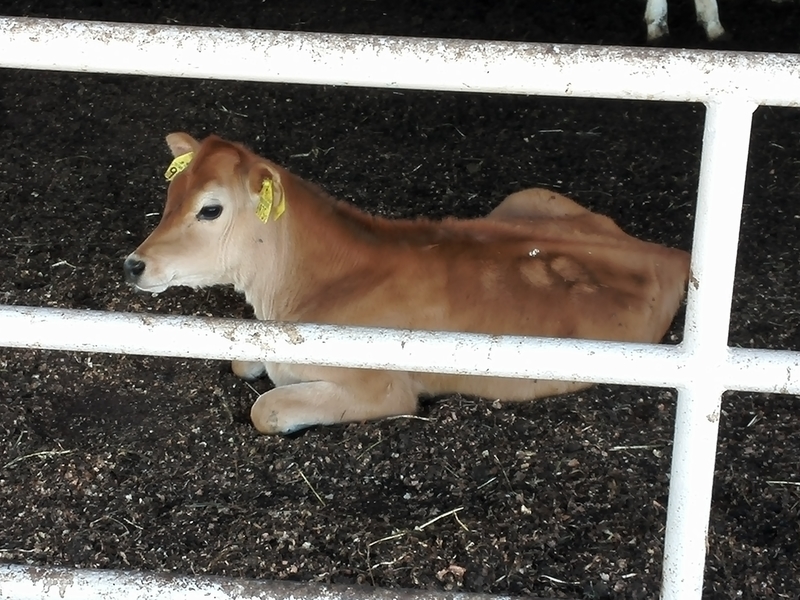 f:id:tamikiti67:20190624012049j:plain