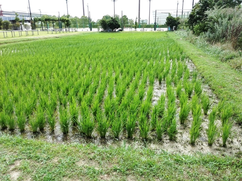 f:id:tamikiti67:20190624014511j:plain f:id:tamikiti67:20190624014511j:plain