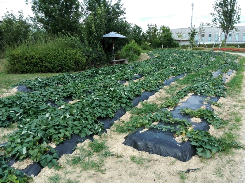 f:id:tamikiti67:20190624014527j:plain f:id:tamikiti67:20190624014527j:plain