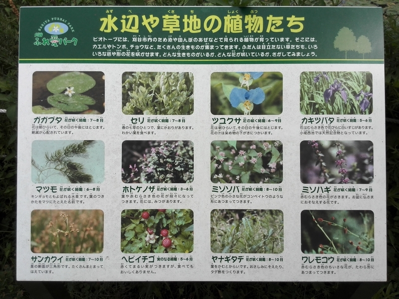 f:id:tamikiti67:20190624014601j:plain f:id:tamikiti67:20190624014601j:plain