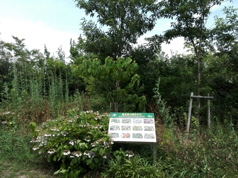 f:id:tamikiti67:20190624014620j:plain f:id:tamikiti67:20190624014620j:plain