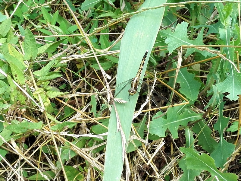 f:id:tamikiti67:20190624014634j:plain f:id:tamikiti67:20190624014634j:plain