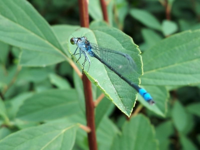 f:id:tamikiti67:20190624014705j:plain f:id:tamikiti67:20190624014705j:plain