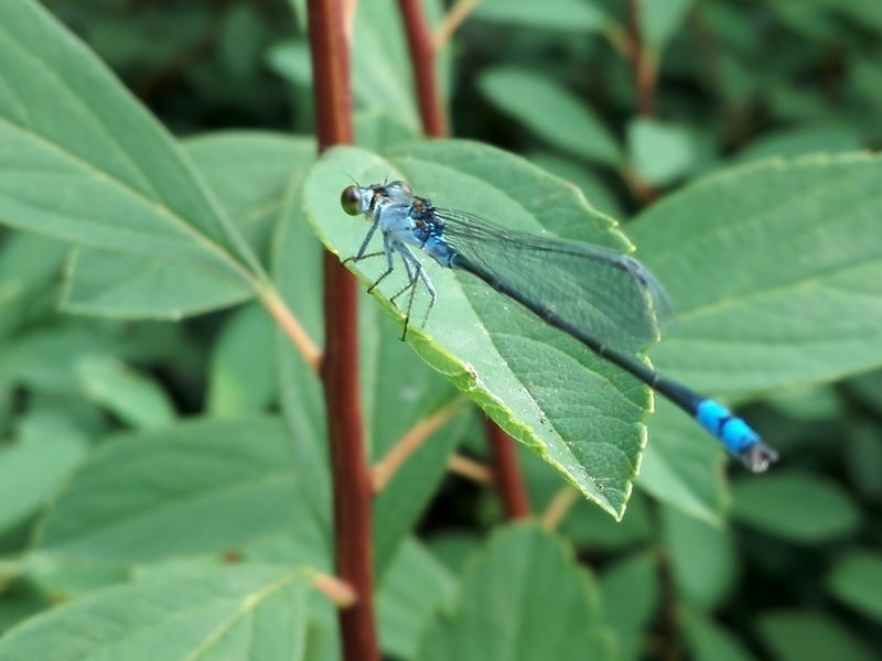 f:id:tamikiti67:20190624014715j:plain