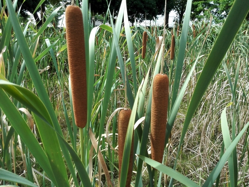 f:id:tamikiti67:20190624014816j:plain f:id:tamikiti67:20190624014816j:plain