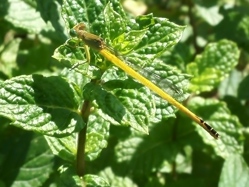 f:id:tamikiti67:20190624015715j:plain