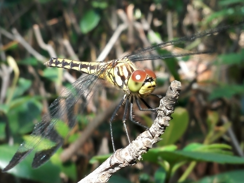 f:id:tamikiti67:20190624015943j:plain