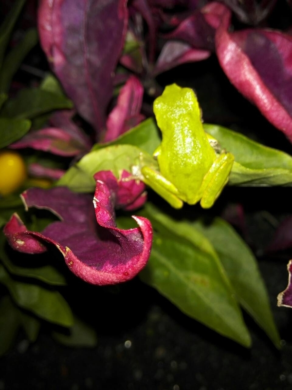 f:id:tamikiti67:20190624202134j:plain