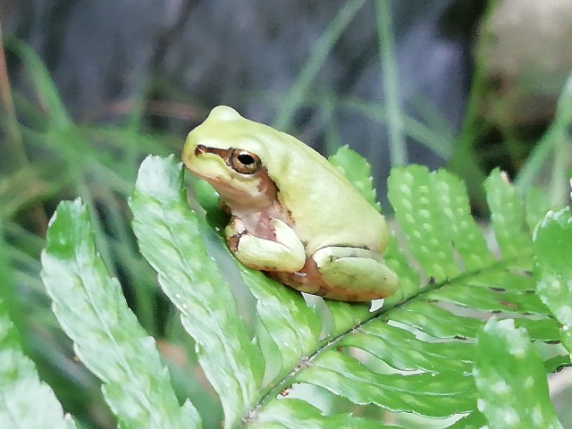 f:id:tamikiti67:20190722202319j:image