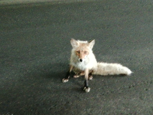 f:id:tamikiti67:20190722202444j:image