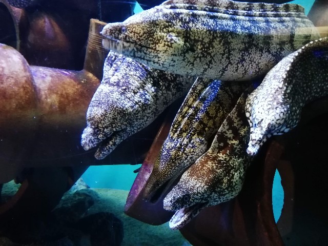 f:id:tamikiti67:20190722203603j:image