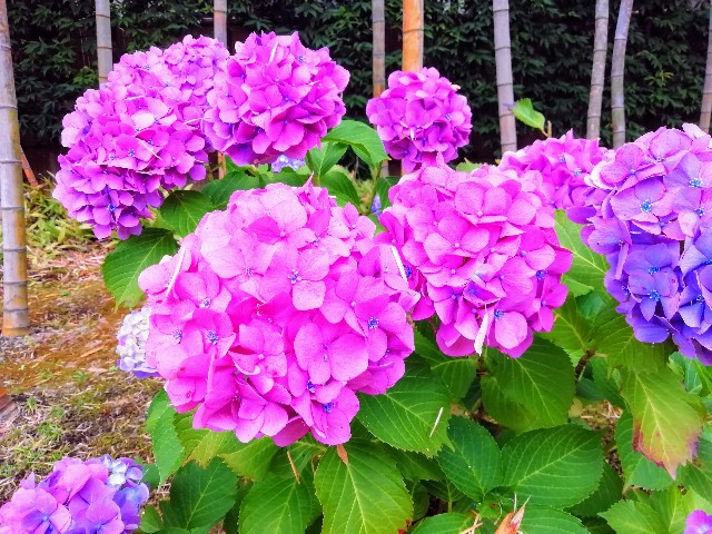 f:id:tamikiti67:20190722203848j:image