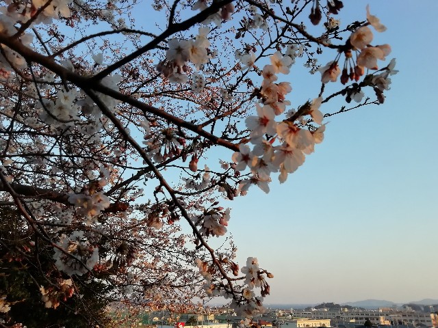 f:id:tamikiti67:20190722204433j:image