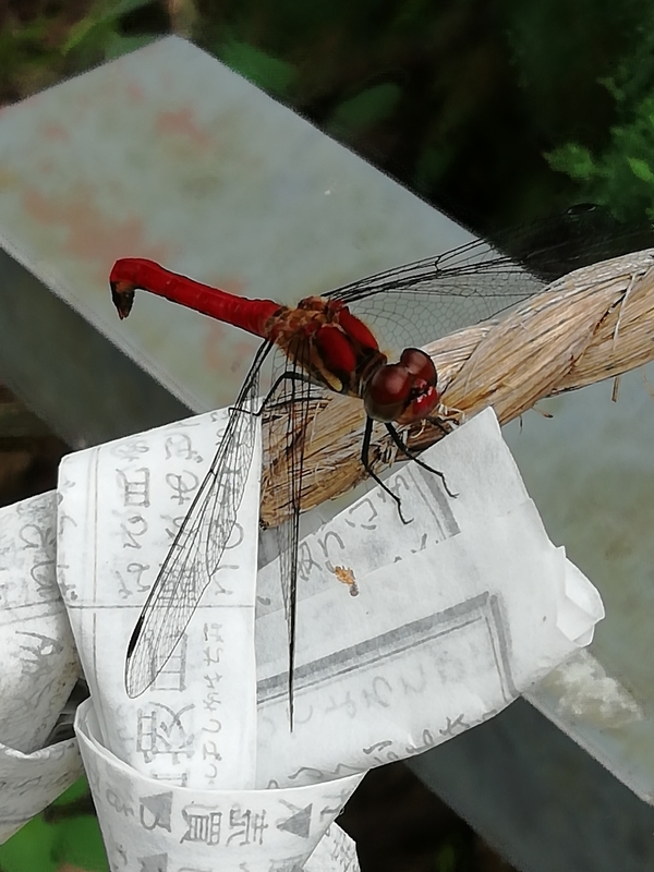 f:id:tamikiti67:20190825224021j:plain