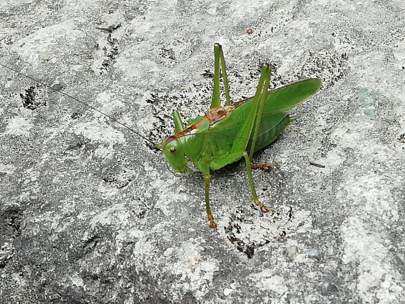 f:id:tamikiti67:20190825224130j:plain