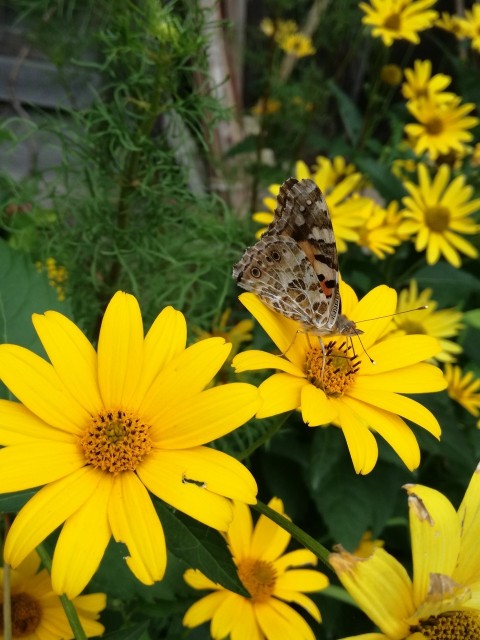 f:id:tamikiti67:20190826221305j:image