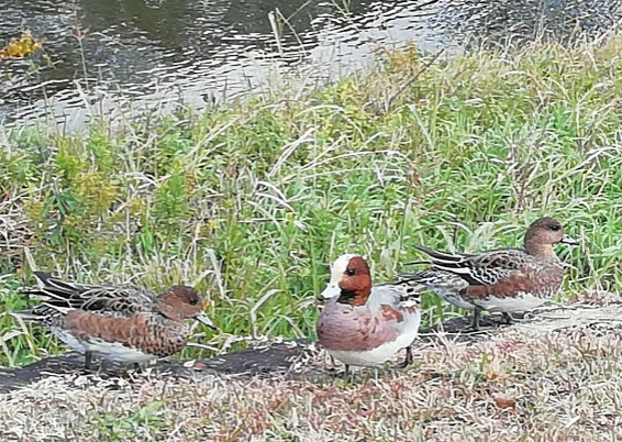 f:id:tamikiti67:20191201203815p:plain f:id:tamikiti67:20191201203815p:plain