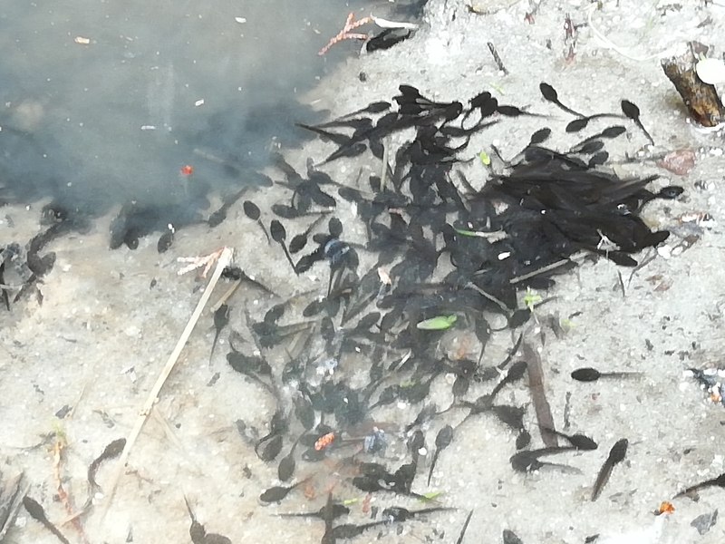 f:id:tamikiti67:20200415171707j:plain