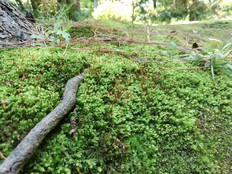 f:id:tamikiti67:20200425161740j:plain