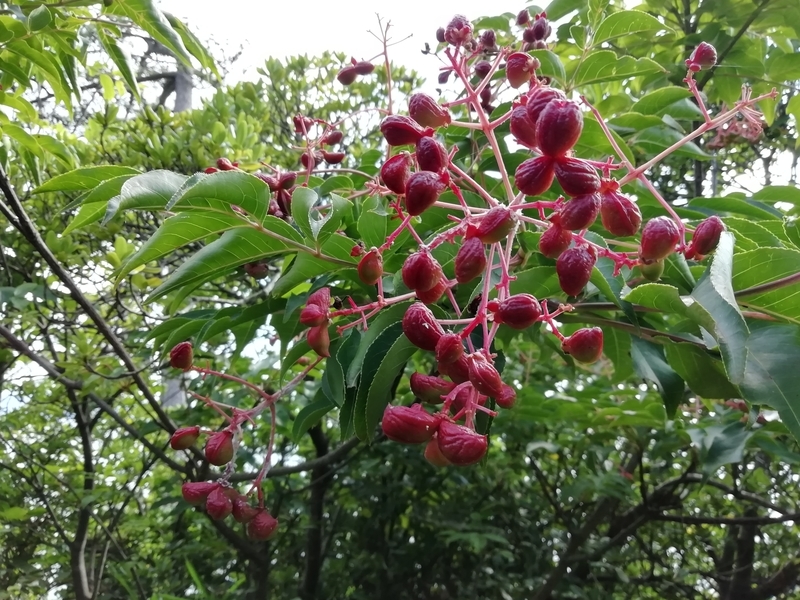 f:id:tamikiti67:20200723000739j:plain f:id:tamikiti67:20200723000739j:plain