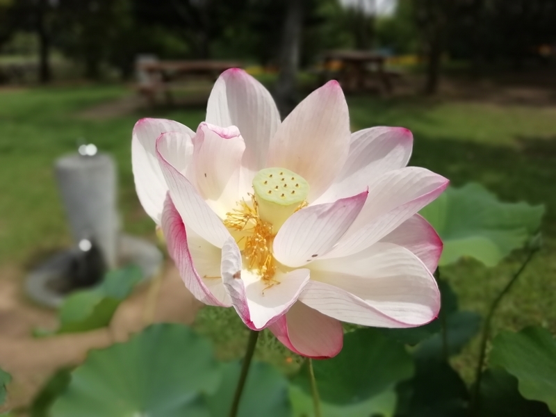 f:id:tamikiti67:20200729194222j:plain f:id:tamikiti67:20200729194222j:plain