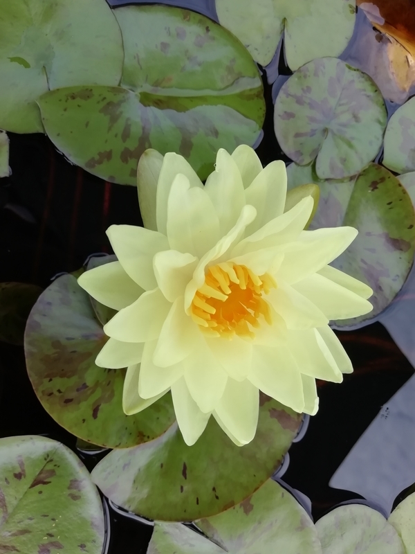 f:id:tamikiti67:20200729194406j:plain f:id:tamikiti67:20200729194406j:plain