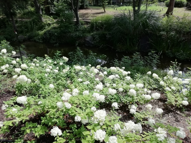 f:id:tamikiti67:20200729194641j:plain f:id:tamikiti67:20200729194641j:plain