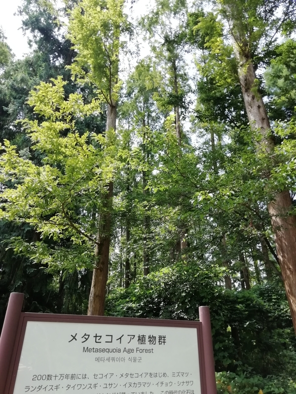 f:id:tamikiti67:20200729194658j:plain f:id:tamikiti67:20200729194658j:plain