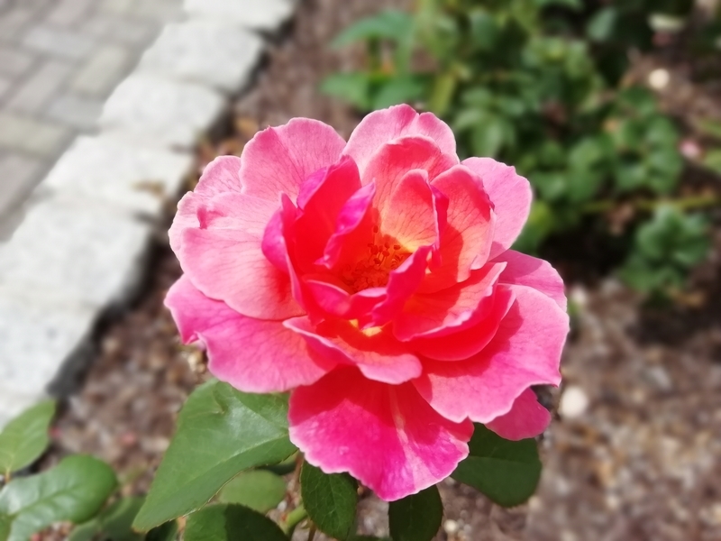 f:id:tamikiti67:20200729195052j:plain f:id:tamikiti67:20200729195052j:plain