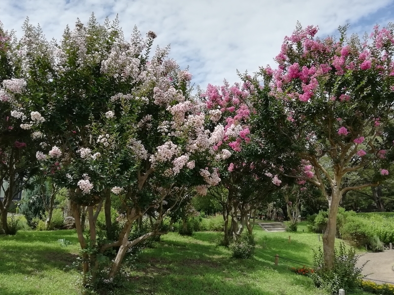f:id:tamikiti67:20200729195226j:plain f:id:tamikiti67:20200729195226j:plain