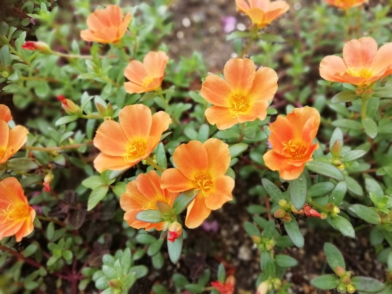 f:id:tamikiti67:20200729195243j:plain f:id:tamikiti67:20200729195243j:plain