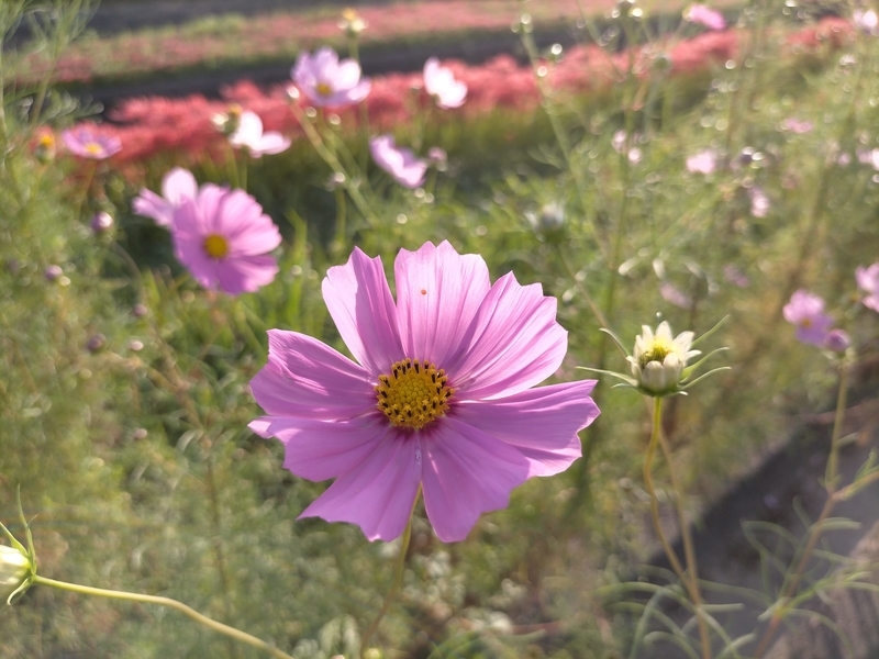 f:id:tamikiti67:20201002192148j:plain f:id:tamikiti67:20201002192148j:plain