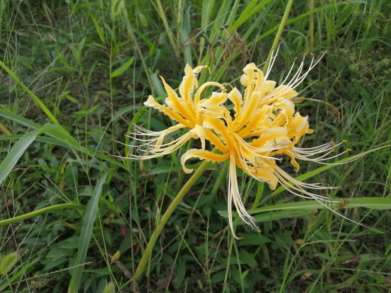 f:id:tamikiti67:20201002193214j:plain f:id:tamikiti67:20201002193214j:plain