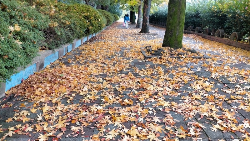f:id:tamikiti67:20201108151939j:plain f:id:tamikiti67:20201108151939j:plain