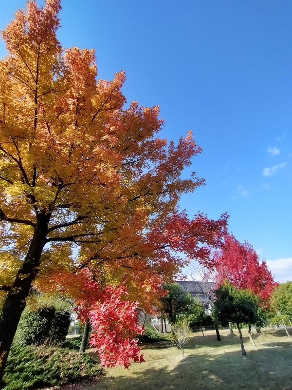 f:id:tamikiti67:20201209191016j:plain