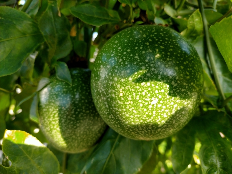 f:id:tamikiti67:20201218221753j:plain