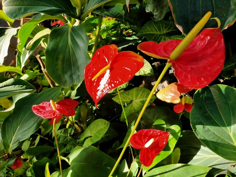 f:id:tamikiti67:20201218221913j:plain