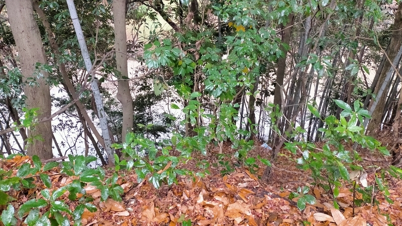 f:id:tamikiti67:20210116201712j:plain