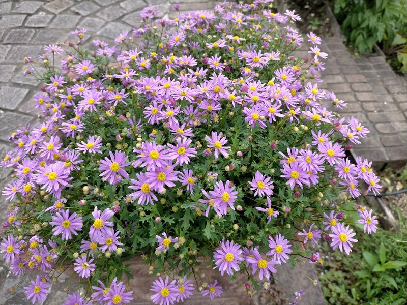 f:id:tamikiti67:20210618153036j:plain