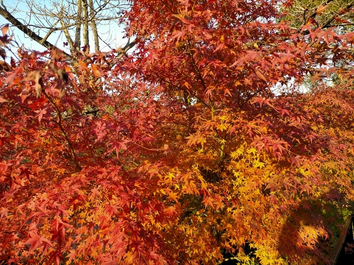 f:id:tamikiti67:20211119204301j:plain