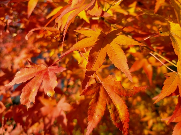 f:id:tamikiti67:20211119204311j:plain